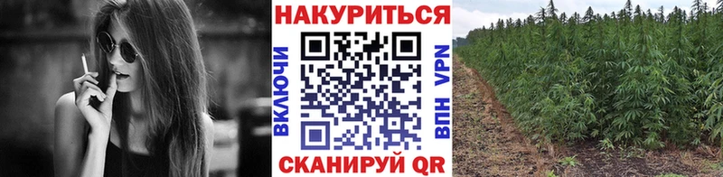 Шишки марихуана индика  наркота  Теберда 